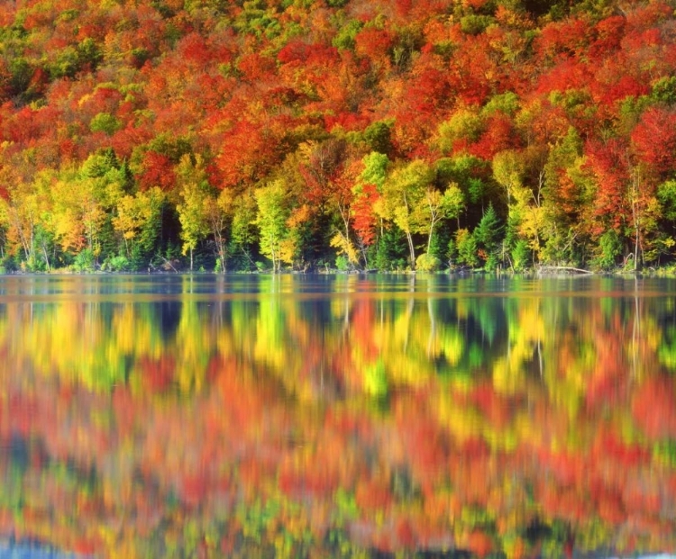 Picture of NY, ADIRONDACK MTS AUTUMN REFLECTS IN HEART LAKE