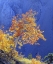 Picture of CA, SIERRA NEVADA SUNLIGHT ON AN ASPEN IN AUTUMN