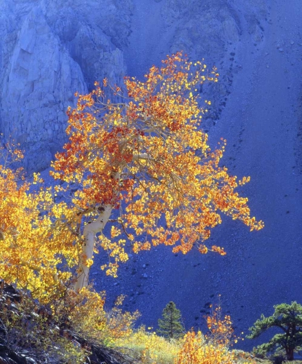 Picture of CA, SIERRA NEVADA SUNLIGHT ON AN ASPEN IN AUTUMN