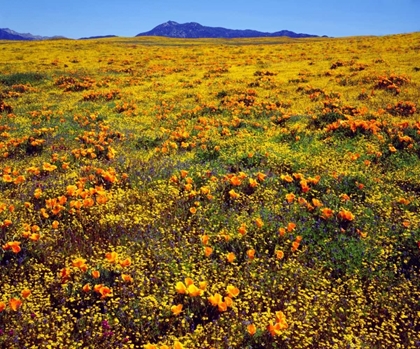 Picture of CA, CLEVELAND NF CALIFORNIA POPPIES COVER A HILL