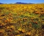 Picture of CA, CLEVELAND NF CALIFORNIA POPPIES COVER A HILL