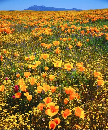 Picture of CA, CLEVELAND NF CALIFORNIA POPPIES COVER A HILL
