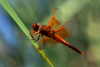 Picture of CA, SAN DIEGO, MISSION TRAILS A ORANGE DRAGONFLY