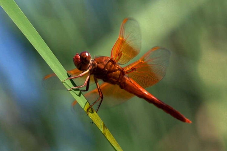 Picture of CA, SAN DIEGO, MISSION TRAILS A ORANGE DRAGONFLY