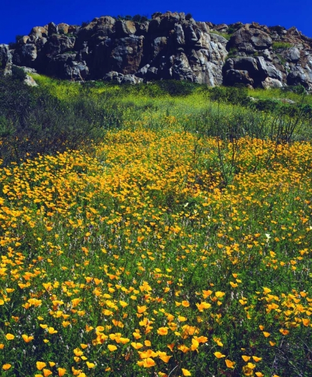 Picture of CA, SAN DIEGO, MISSION TRAILS CALIFORNIA POPPIES