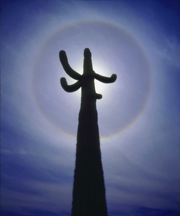 Picture of AZ, ORGAN PIPE CACTUS SAGUARO CACTUS WITH A HALO