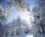 Picture of CA, CLEVELAND NF, LAGUNA MTS, SNOWED TREES IN SUN