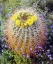 Picture of CA BLOOMING BARREL CACTUS IN ANZA-BORREGO DESERT