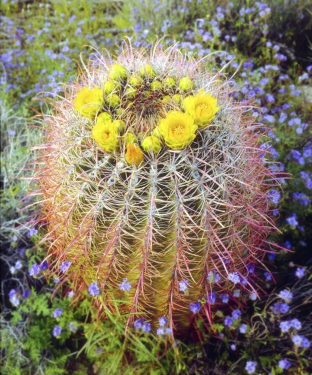 Picture of CA BLOOMING BARREL CACTUS IN ANZA-BORREGO DESERT