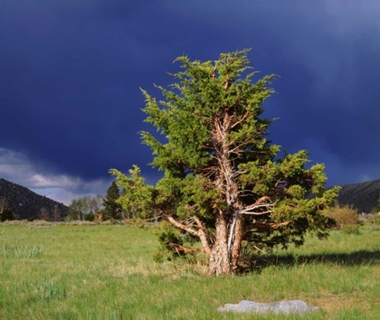 Picture of CA, SIERRA NEVADA JUNIPER TREES AND STORM CLOUDS