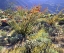 Picture of CA, ANZA-BORREGO OCOTILLO CACTUS AND BRITTLEBUSH