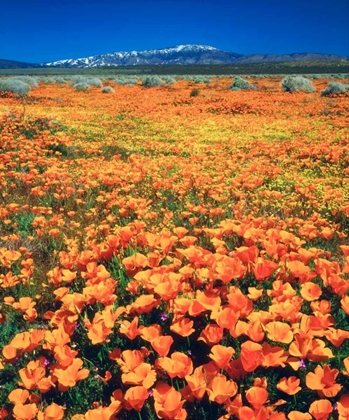 Picture of CA, ANTELOPE VALLEY COVERED IN CALIFORNIA POPPIES