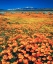 Picture of CA, ANTELOPE VALLEY COVERED IN CALIFORNIA POPPIES