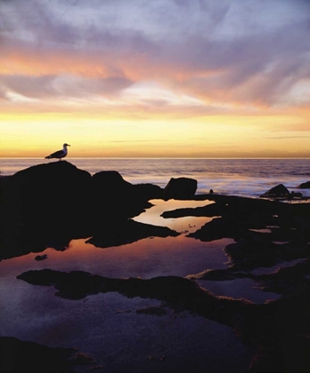 Picture of CA, SAN DIEGO SEAGULL AT SUNSET CLIFFS TIDE POOL