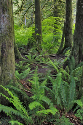 Picture of USA, OREGON FOREST SCENIC