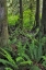 Picture of USA, OREGON FOREST SCENIC