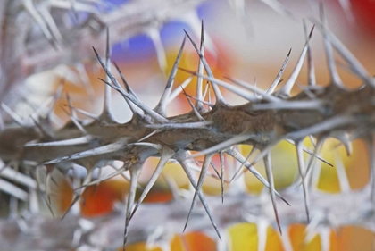 Picture of DETAIL OF CROWN OF THORNS PLANT