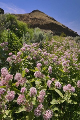 Picture of USA, OREGON MILKWEED AND CLIFF
