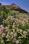 Picture of USA, OREGON MILKWEED AND CLIFF