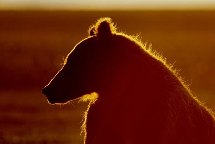 Picture of AK, LAKE CLARK NP BROWN BEAR IN GOLDEN LIGHT