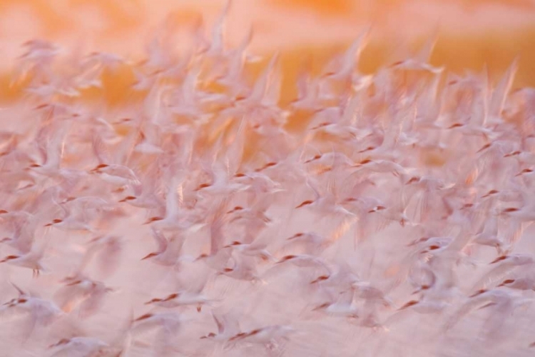 Picture of NY, NICKERSON BEACH, ABSTRACT OF COMMON TERNS