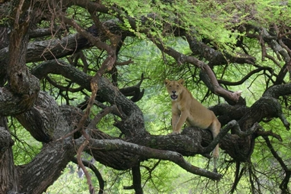 Picture of TANZANIA AFRICAN LIONESS RESTS ON TREE BRANCH