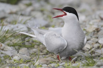 Picture of ICELAND ARTIC TERN SCREAMS WHILE GUARDING EGG