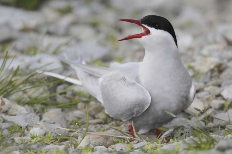Picture of ICELAND ARTIC TERN SCREAMS WHILE GUARDING EGG