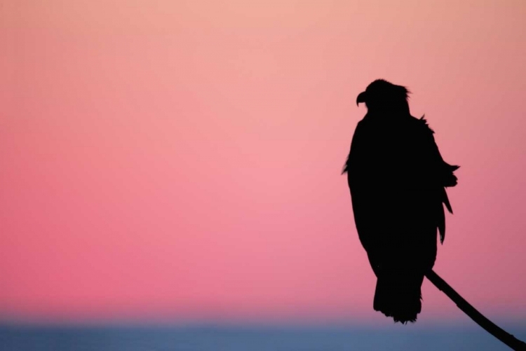 Picture of USA, ALASKA, HOMER BALD EAGLE RESTING ON LIMB