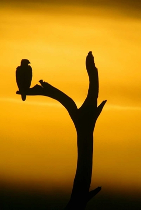 Picture of ALASKA, HOMER BALD EAGLE RESTING ON DEAD TREE