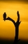 Picture of ALASKA, HOMER BALD EAGLE RESTING ON DEAD TREE