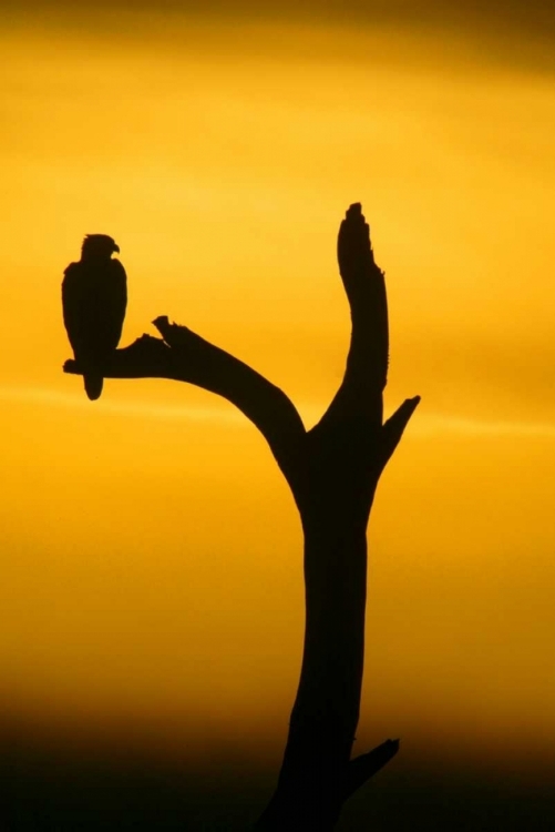 Picture of ALASKA, HOMER BALD EAGLE RESTING ON DEAD TREE