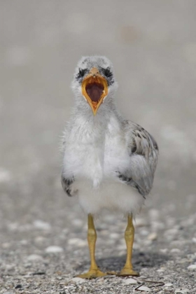 Picture of FLORIDA, TAMPA BAY CASPIAN TERN CHICK YAWNING