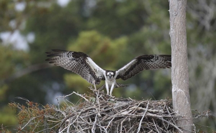 Picture of FLORIDA, BLUE CYPRESS LAKE OSPREY ON ITS NEST