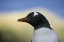 Picture of SOUTH GEORGIA IS, STROMESS BAY GENTOO PENGUIN