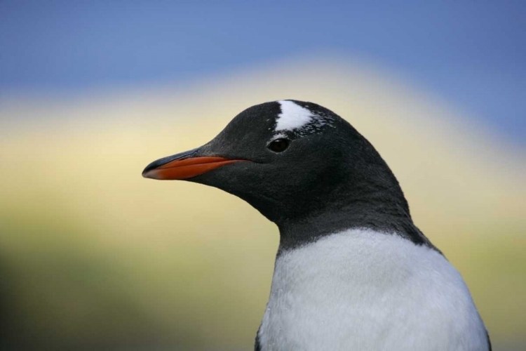 Picture of SOUTH GEORGIA IS, STROMESS BAY GENTOO PENGUIN