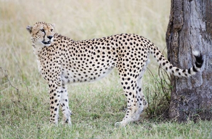 Picture of KENYA, MASAI MARA MALE CHEETAH PAUSES BY TREE