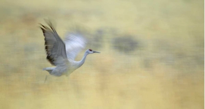 Picture of NEW MEXICO ABSTRACT OF SANDHILL CRANE RUNNING