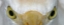Picture of FLORIDA, KISSIMEE CATTLE EGRETS STARING EYES