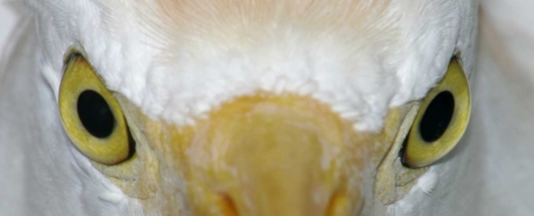 Picture of FLORIDA, KISSIMEE CATTLE EGRETS STARING EYES