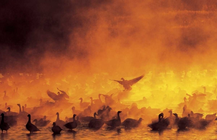 Picture of NEW MEXICO FLOCK OF SNOW GEESE BACKLIT IN FOG