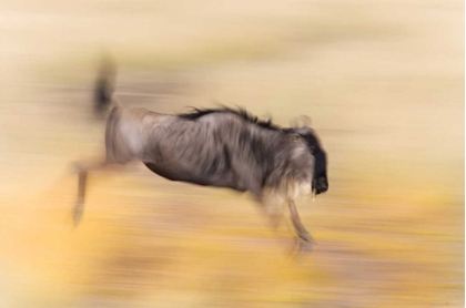 Picture of KENYA, MASAI MARA ABSTRACT BLUR OF WILDEBEEST