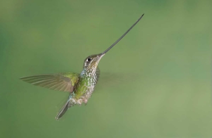 Picture of ECUADOR, GUANGO LODGE SWORDBILLED HUMMINGBIRD