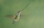 Picture of ECUADOR, GUANGO LODGE SWORDBILLED HUMMINGBIRD