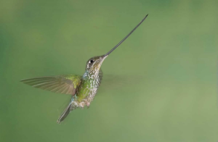 Picture of ECUADOR, GUANGO LODGE SWORDBILLED HUMMINGBIRD