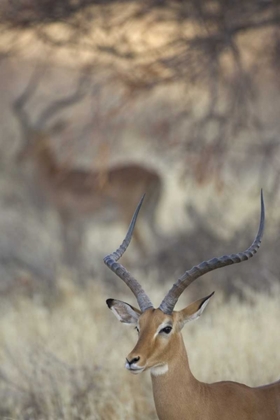 Picture of KENYA, SAMBURU RESERVE TWO IMPALAS AMID GRASS