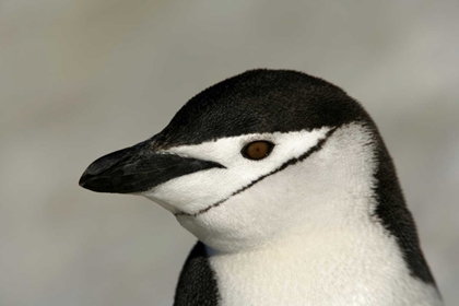 Picture of ANTARCTICA, HALF MOON ISLANDCHINSTRAP PENGUIN