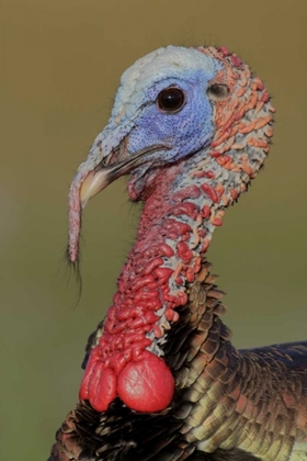 Picture of FL, INDIAN LAKE ESTATES WILD MALE TURKEY HEAD