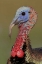 Picture of FL, INDIAN LAKE ESTATES WILD MALE TURKEY HEAD