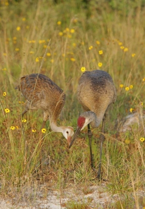 Picture of FL, PARENT FEEDS SANDHILL CRANE CHICK A MAYFLY